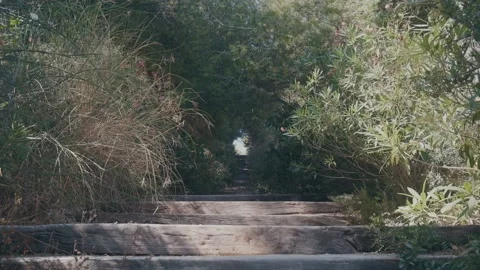 Wood stairs path trough the forest in a sunny day with plants in the summer i Stock Footage 137232859