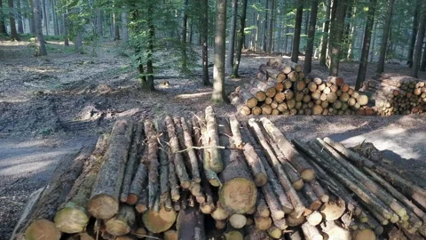 Wood storage Stock Footage 139839105
