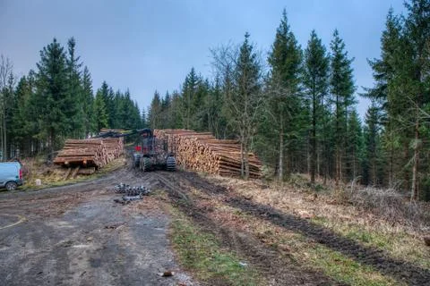 Wood storage in the forest with the technology ready for transport Stock Photos