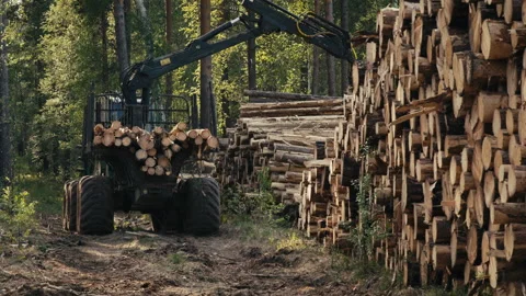 Wood Storage Stacking Process Via Industrial Logging Machine With A Claw Stock Footage 263898711