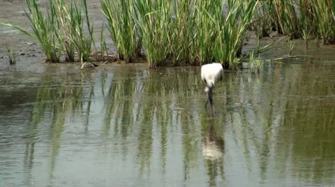 Wood Stork Eating Stock Footage 26463359