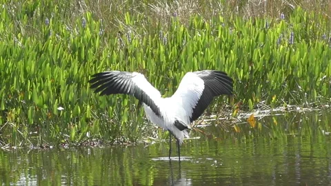 Wood stork in Florida Vidéo 150443689