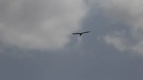 Wood stork flying in the sky Stock Footage 154679673