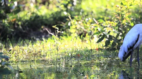 Wood Stork Video stock 4977385