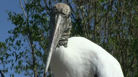 Wood stork Stock Footage 12376485