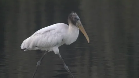 Wood Stork Stock Footage 102559722