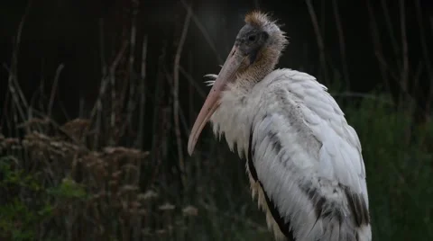 Wood Stork (Mycteria americana) Stock Footage 59457082