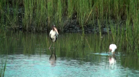 Wood Stork taking flight Stock Footage 33320234