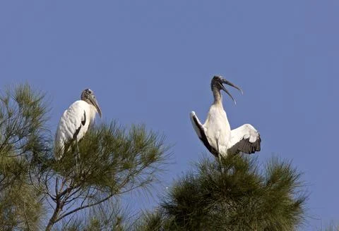 Wood Storks perched in Florida tree Stock Photos