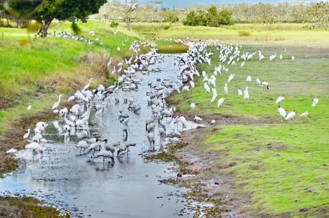Wood storks Stock Photos