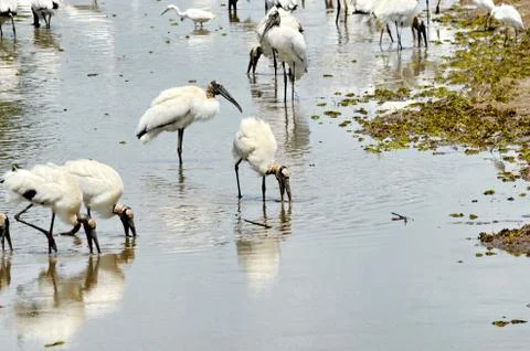 Wood storks Stock Photos