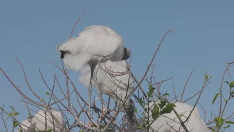 Wood Storks In the Trees Nesting Behavior Stock Footage 300274089