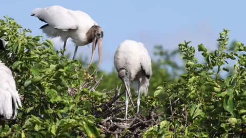 Wood Storks In the Trees Nesting Behavior in slow motion Stock Footage 308465333