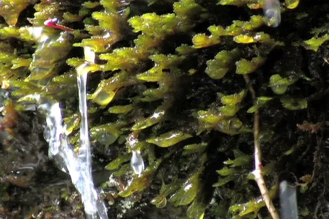 Wood stream Stock Footage 911306