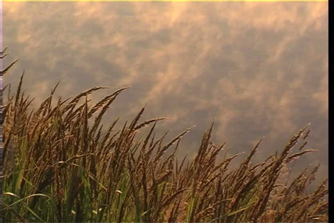 Wood stream Stock-Footage 912234