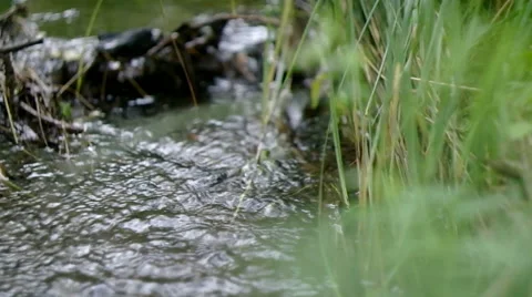 The wood stream to a grass flows 2. Stock Footage 40315075