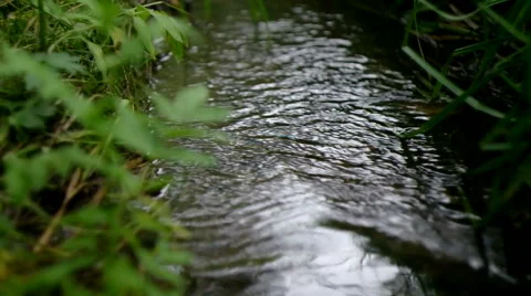 The wood stream to a grass flows away 2. Stock Footage 40315068