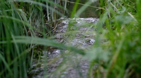 The wood stream to a grass flows. Stock Footage 40315069