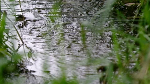 Wood stream to a grass. Stock Footage 40315070