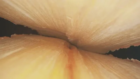 Wood structure close-up. The tree trunk from the inside Stock Footage 146840130