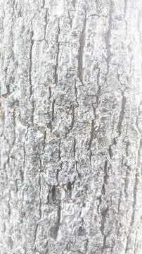 Wood style surface of tree with bright light Stock Photos