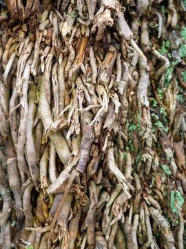 Wood surface background. Palm bark. Roots on the trunk. Uneven natural surfac Stock Photos