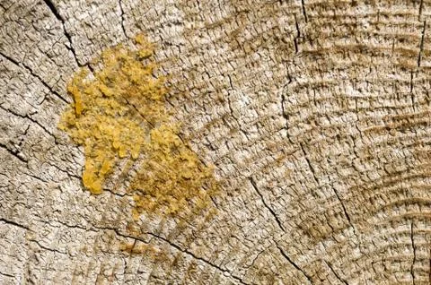 Wood surface background texture Stock Photos