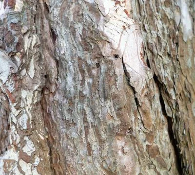Wood surface. Bark of tree. Background from the bark of a tree. Stock Photos