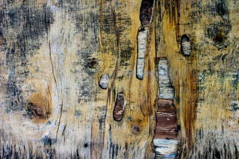 Wood surface with a beautiful pattern, with lines that look prominent, signif Stock Photos