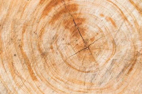 Wood surface texture background Фото