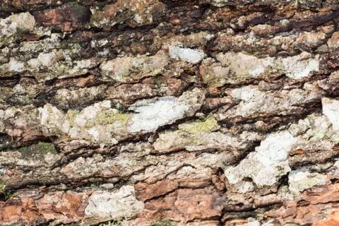 Wood surface texture background. Pine bark pattern Stock Photos