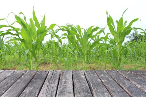 Wood table on corn field background Foto stock