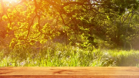 Wood Table Empty Garden Space Tree and Grass Rustic Park Background Green View Stock Footage 88822856