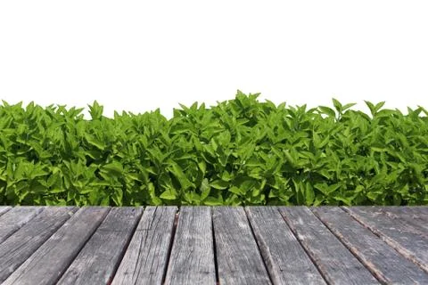 Wood table on grass background Stock Photos