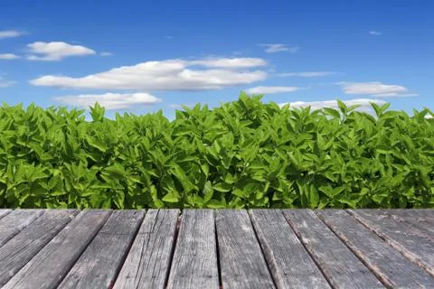 Wood table on grass background Stock Photos