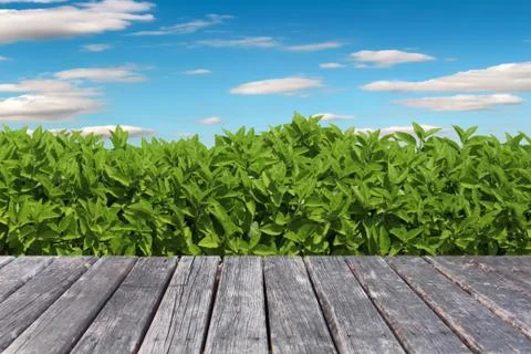 Wood table on grass background Stock Photos