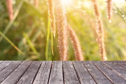 Wood table on grass background Stock Photos