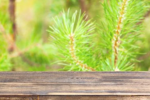 Wood table top on blur pine branches background Stock Photos