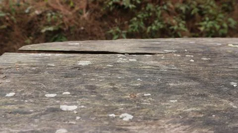 Wood table top in front of of trees in the forest. blur background image, f.. Stock Photos