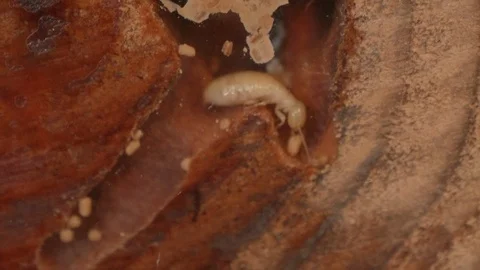 Wood Termite Tending to an Egg Stock Footage 98243959