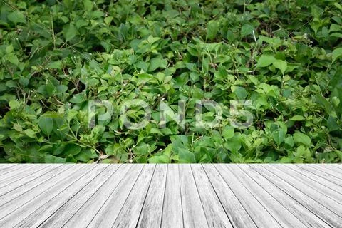 Wood terrace and Plant texture Stock Photos