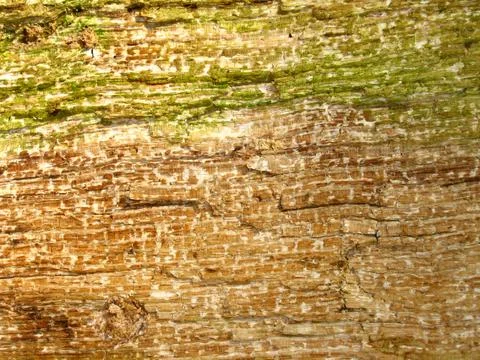 Wood texture 2 Stock Photos