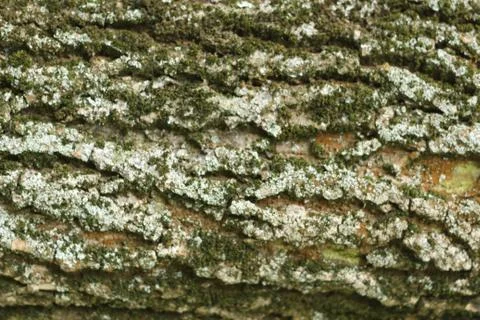 Wood texture 2 写真素材