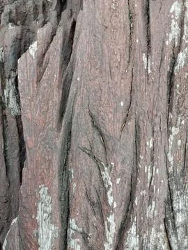 Wood texture and pattern Stock Photos