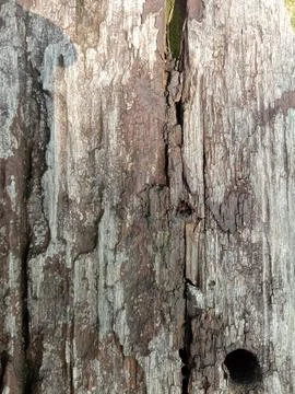 Wood texture and pattern Stock Photos