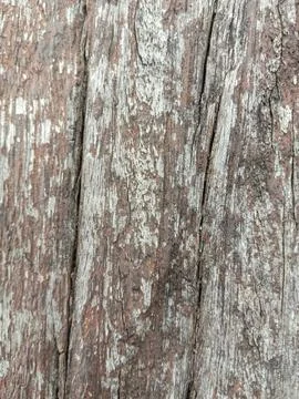 Wood texture and pattern Stock Photos
