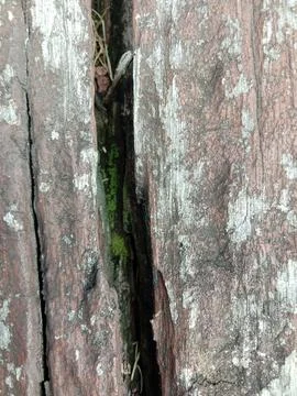 Wood texture and pattern Stock Photos