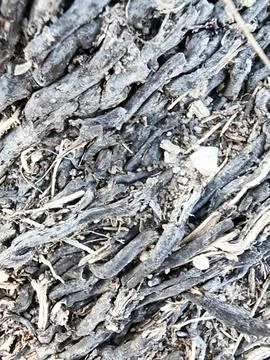 Wood texture and pattern 写真素材