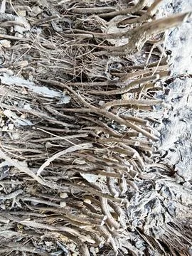 Wood texture and pattern Stock Photos