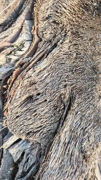 Wood texture and pattern Foto stock